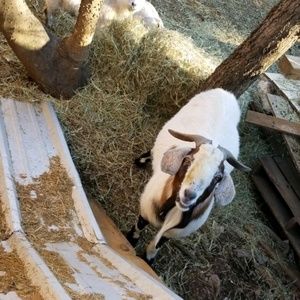 Meet your Posher, Julisa